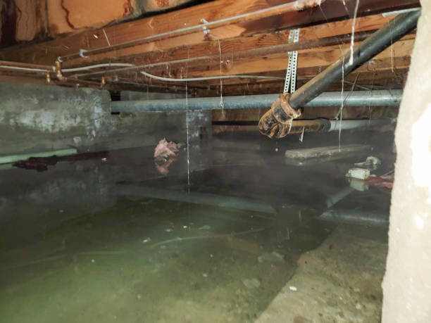 Best Flood restoration services  in Lewisburg, OH